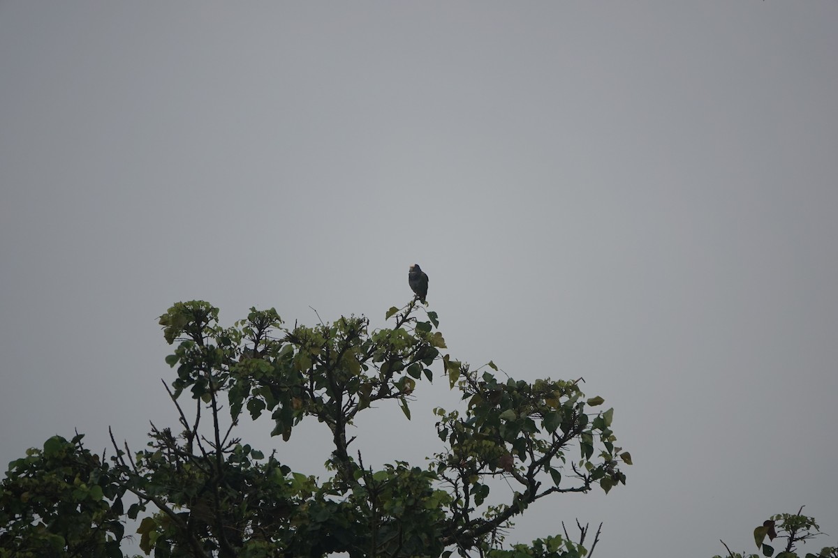 Loro Senil - ML645078883