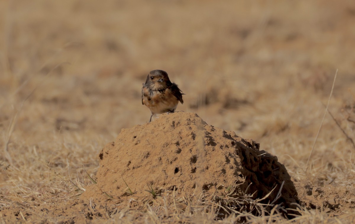 South African Swallow - ML645078886