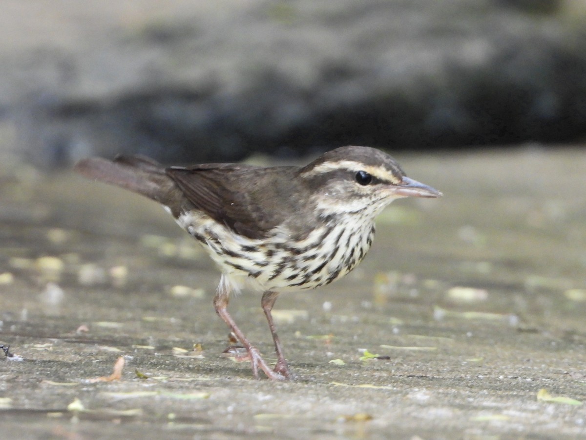 Northern Waterthrush - ML645078899
