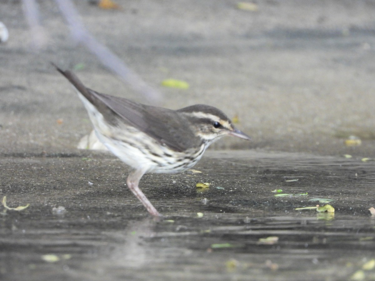 Northern Waterthrush - ML645078900