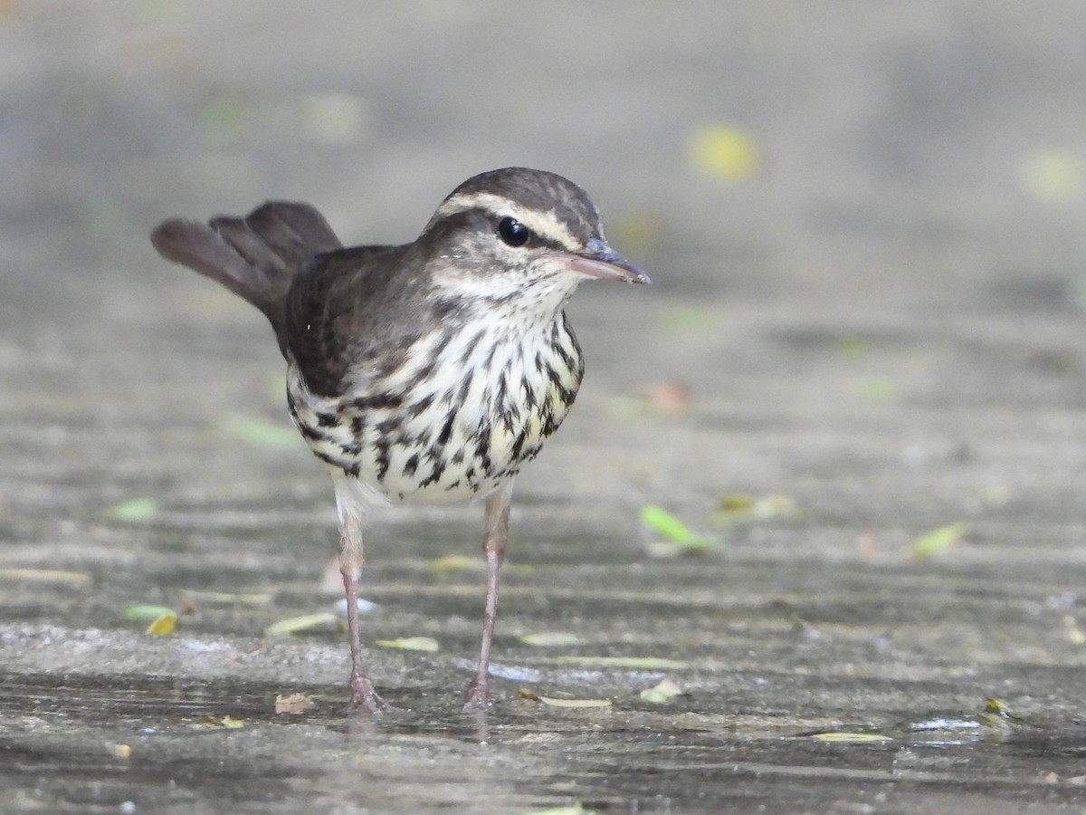 Northern Waterthrush - ML645078901