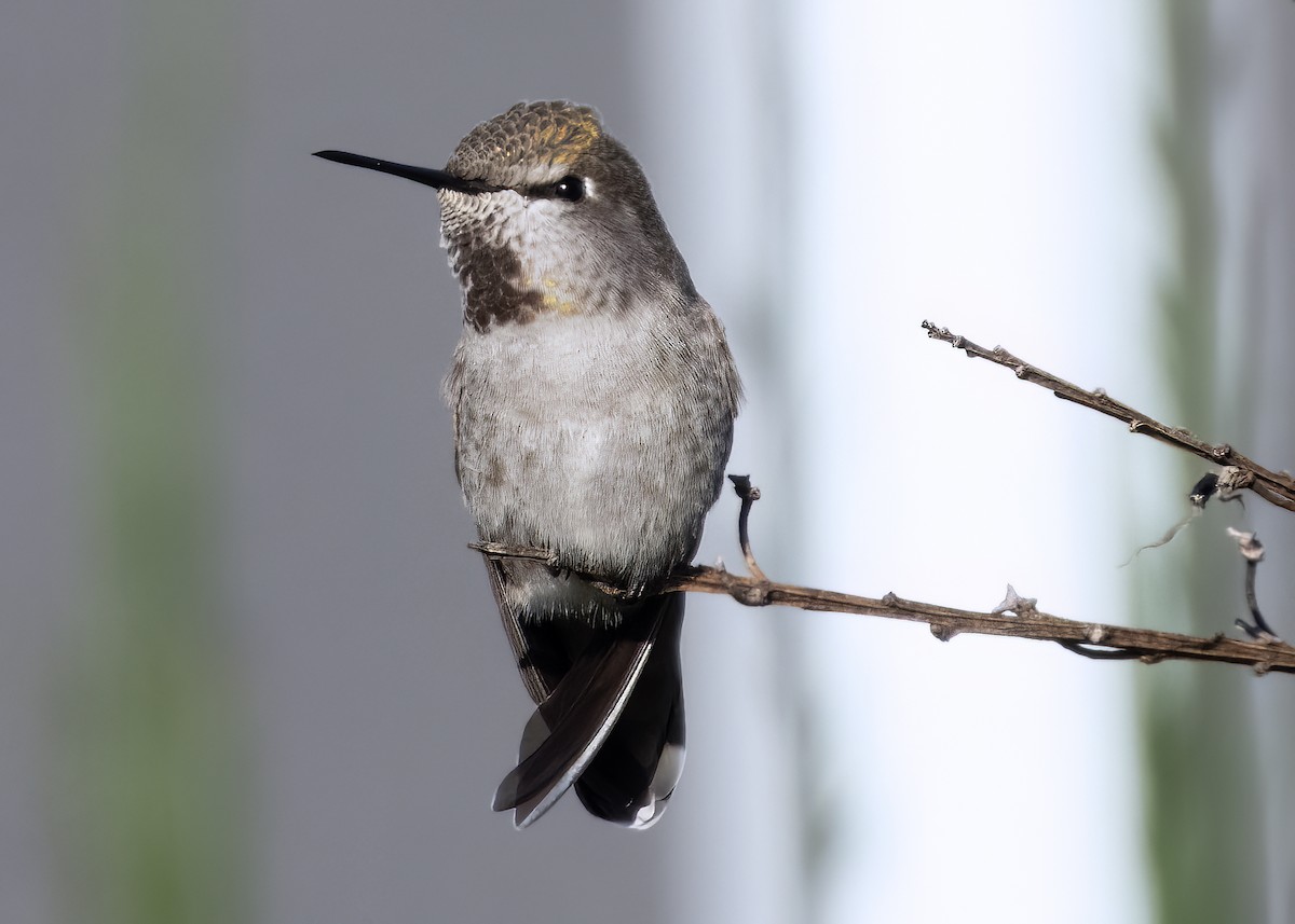 Anna's Hummingbird - ML645078906