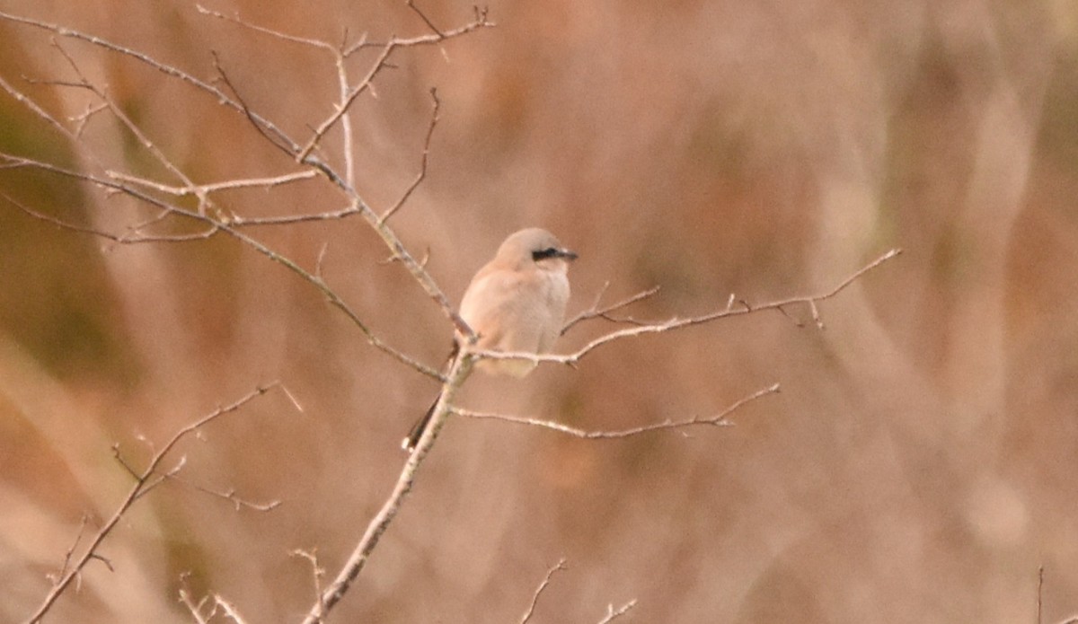 Alcaudón Boreal - ML645078919