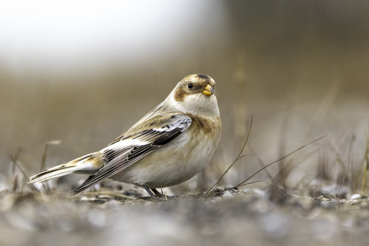 sněhule severní - ML645078920