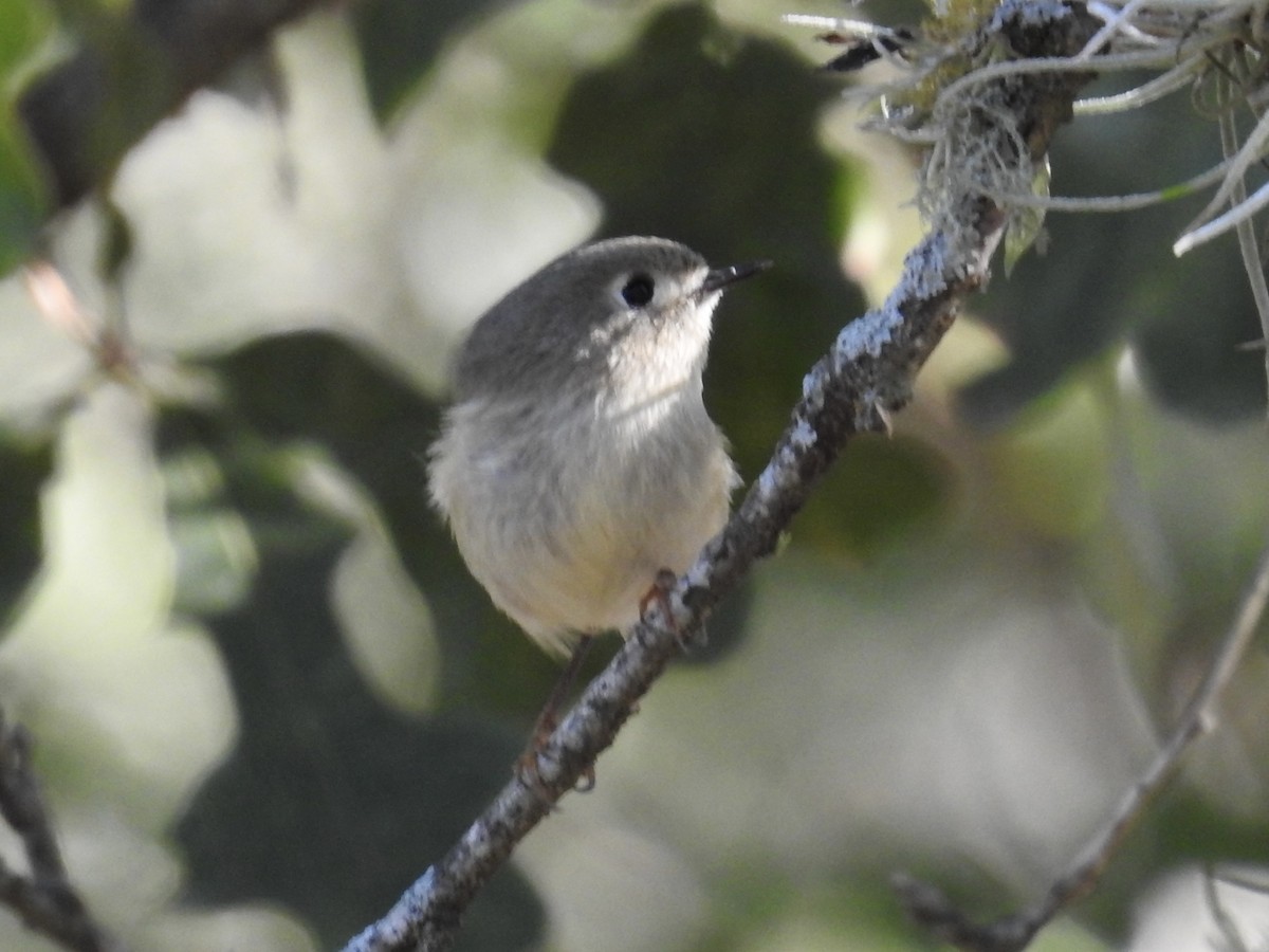 králíček americký - ML645078921