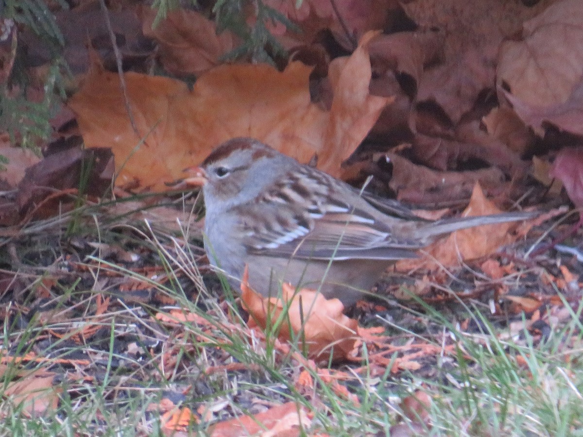 White-crowned Sparrow - ML645078925