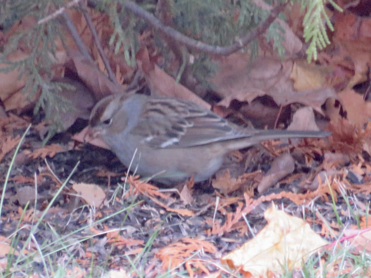 White-crowned Sparrow - ML645078926