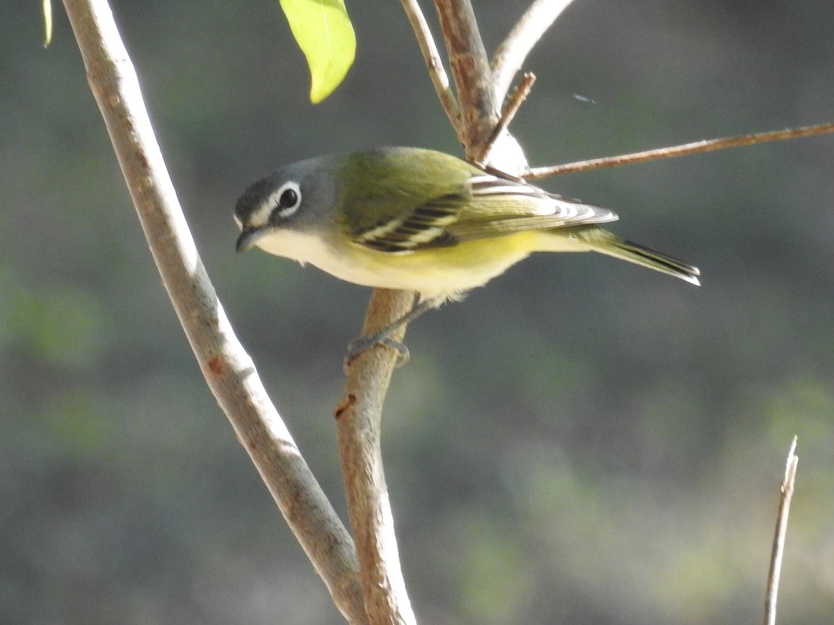 zelenáček brýlový - ML645078927