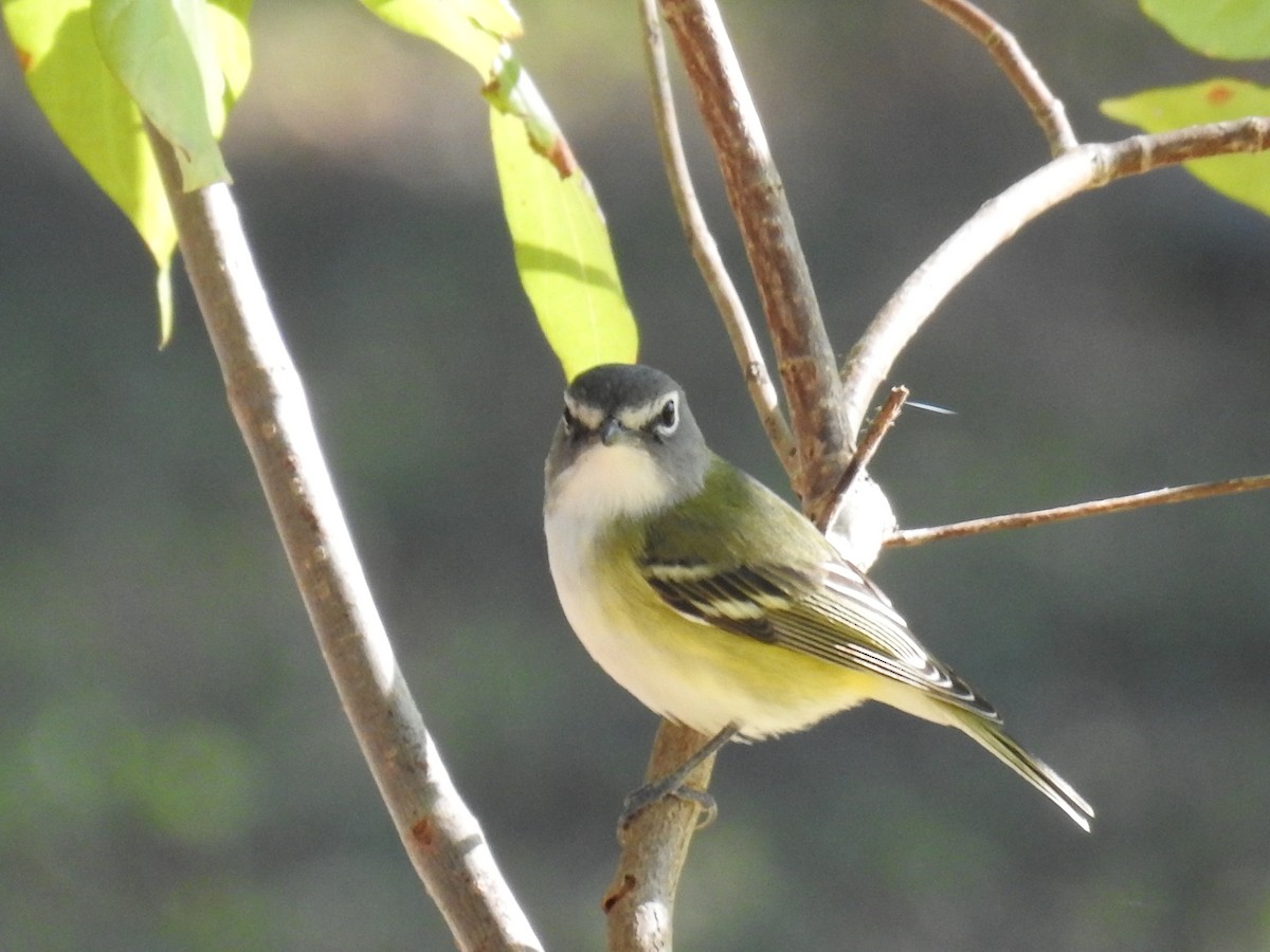 zelenáček brýlový - ML645078928