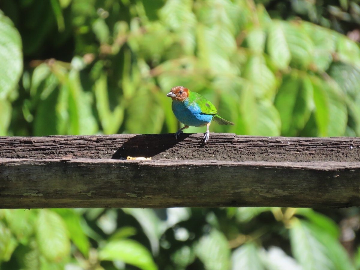 Рыжеголовая танагра - ML645078930