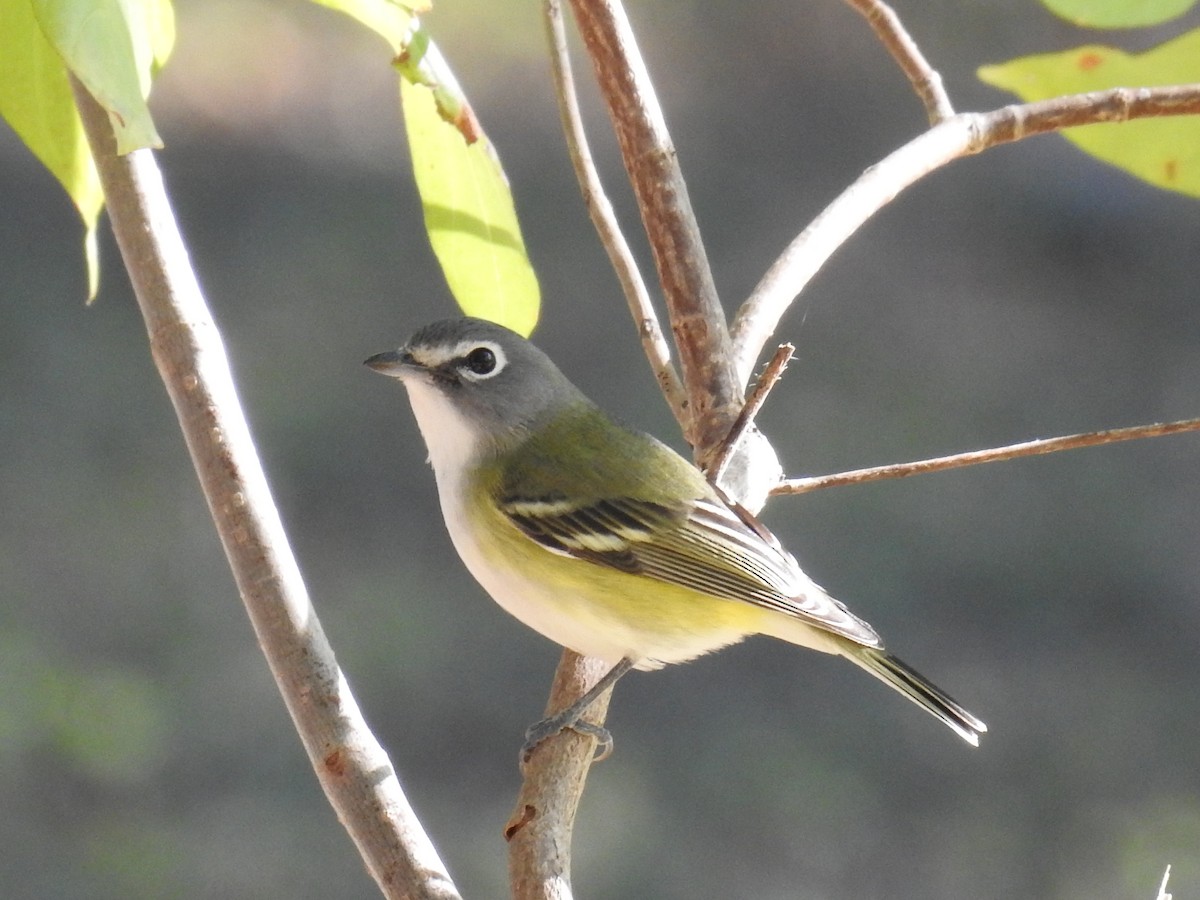 zelenáček brýlový - ML645078940