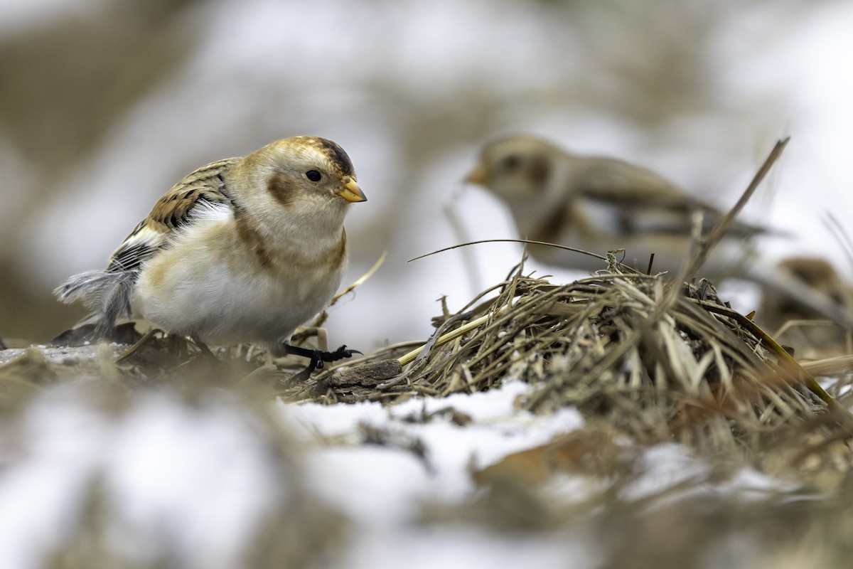 sněhule severní - ML645078941