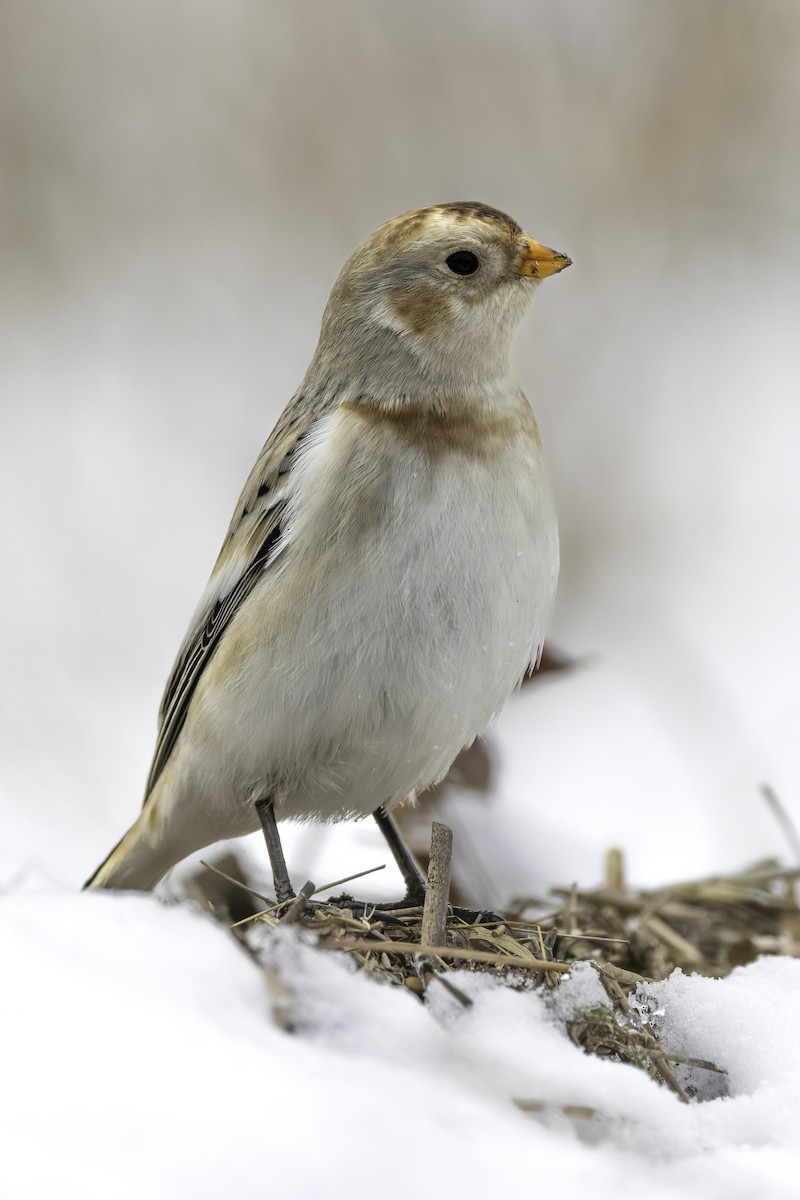 sněhule severní - ML645078945