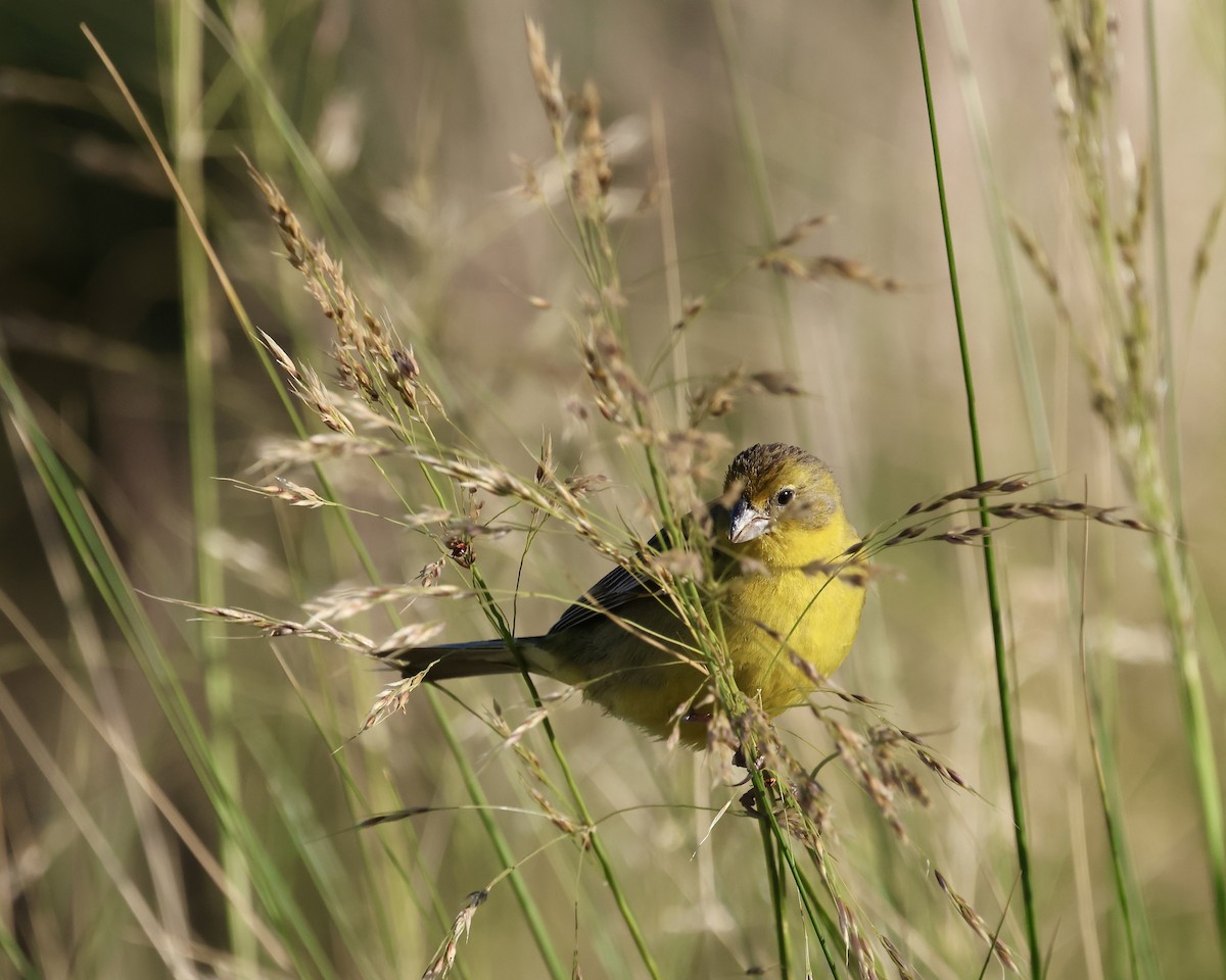 Kurzschnabel-Gilbtangare - ML645078950