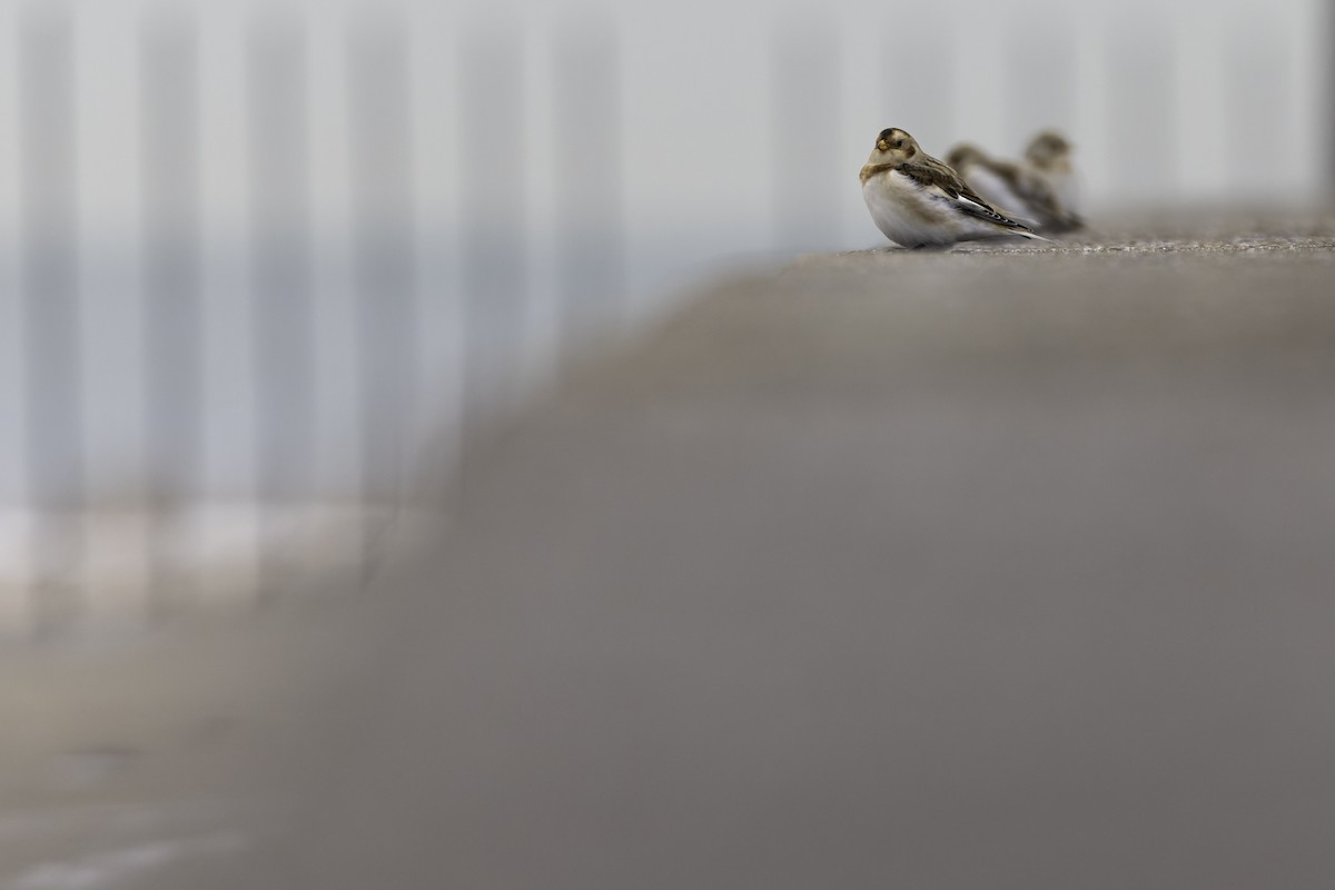 sněhule severní - ML645078960