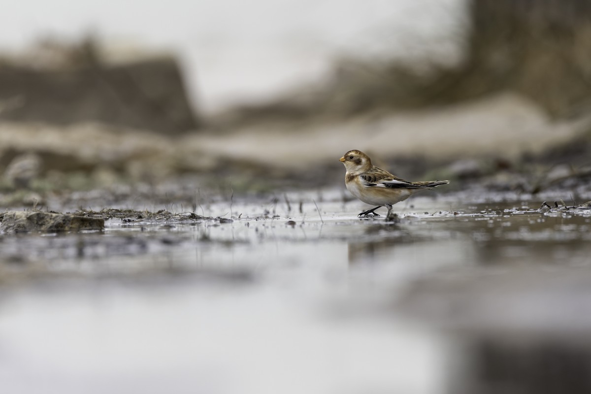 sněhule severní - ML645078961