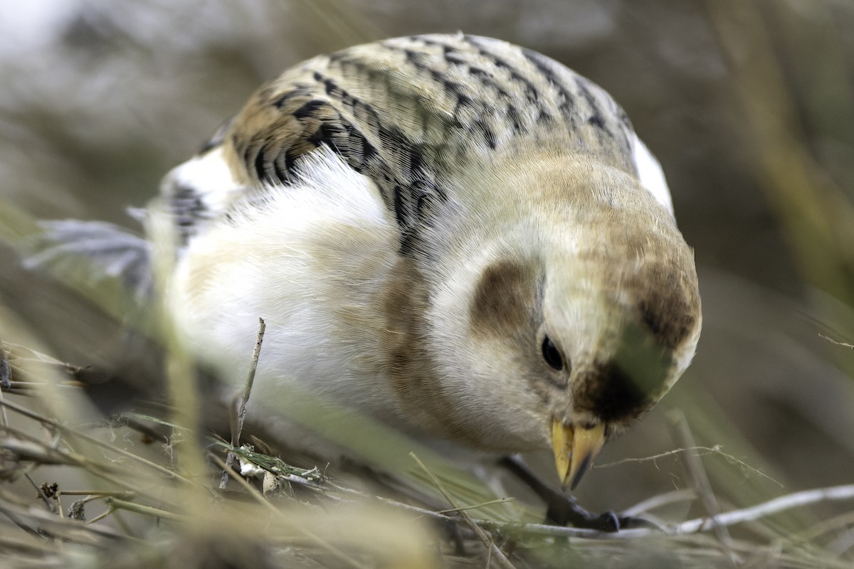 sněhule severní - ML645078962