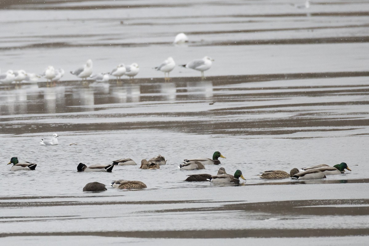 rødfotand - ML645078964