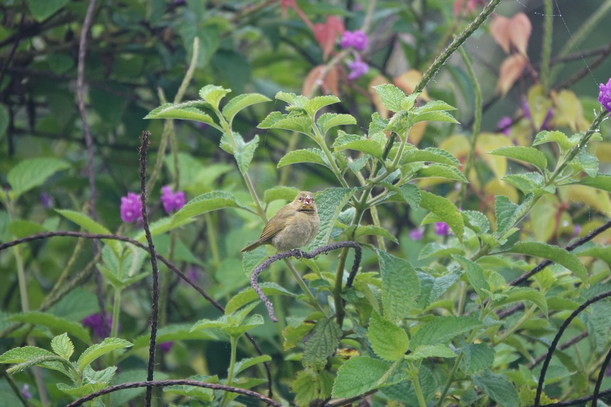 Yellow-faced Grassquit - ML645078968
