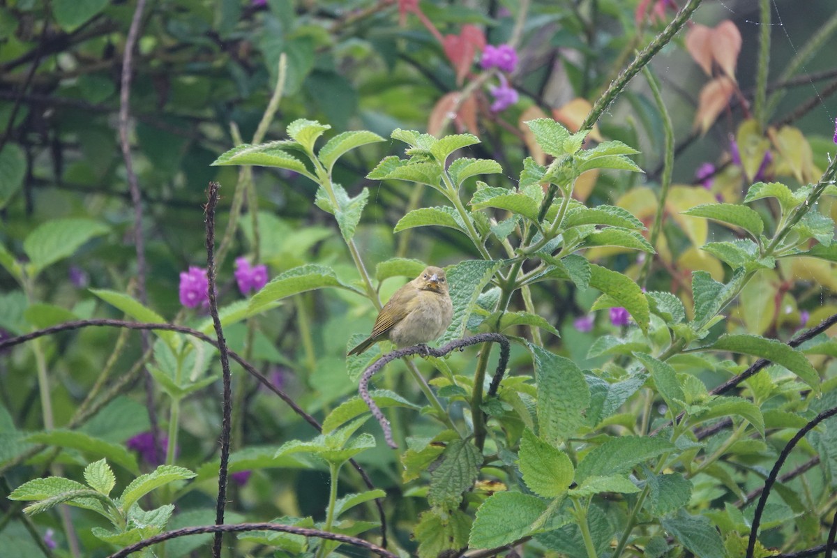 Yellow-faced Grassquit - ML645078969