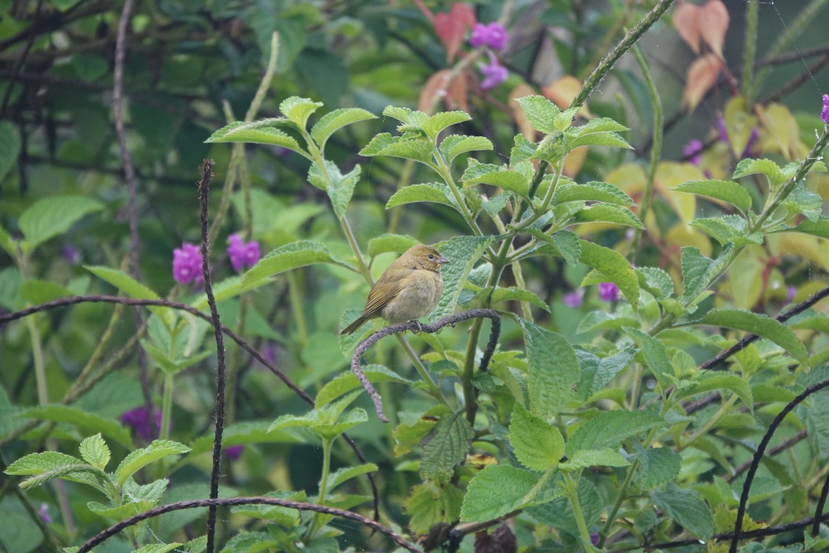 Yellow-faced Grassquit - ML645078970