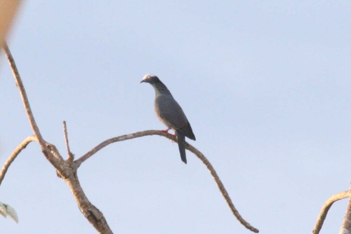 White-crowned Pigeon - ML645078975
