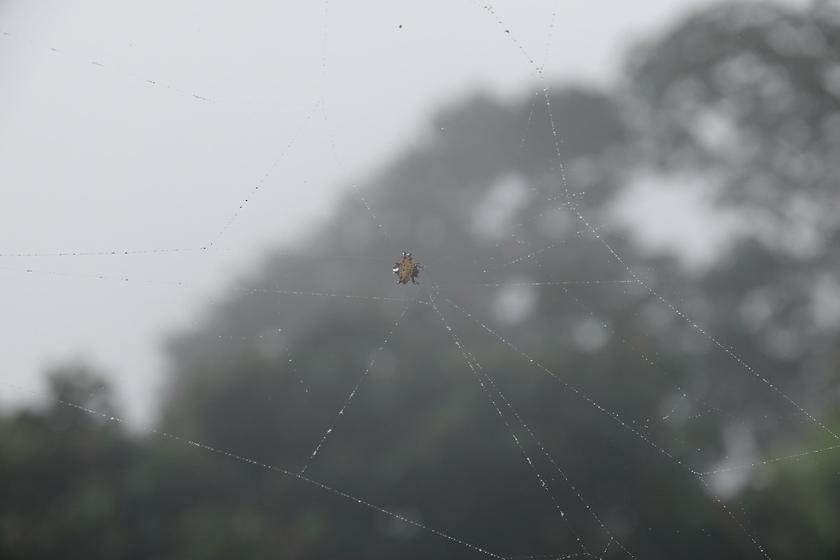 Arachnids - ML645078976