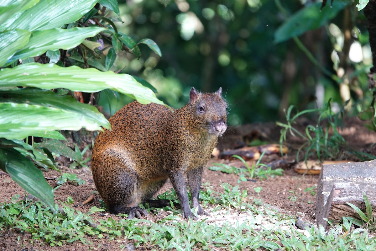 Agoutis - ML645078977