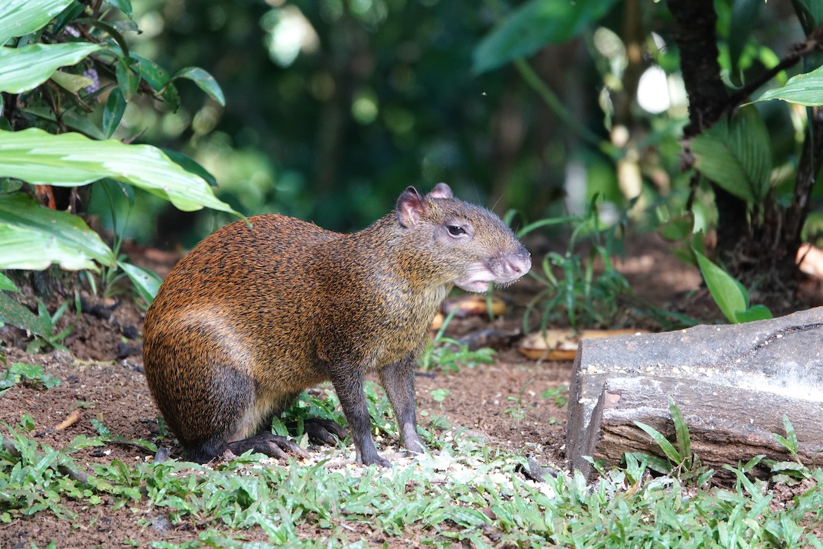 Agoutis - ML645078978