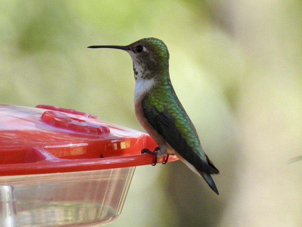 kalypta rezavolesklá - ML645078979