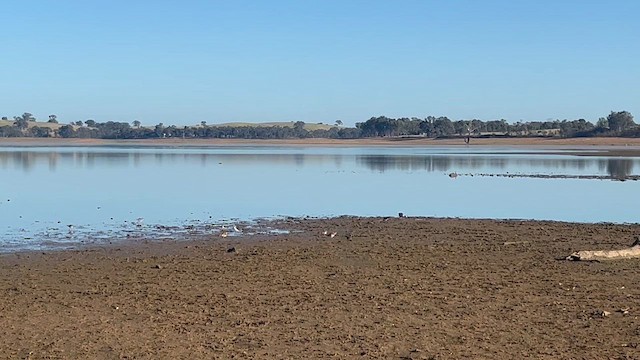 Kıl Kuyruklu Kumkuşu - ML645078980