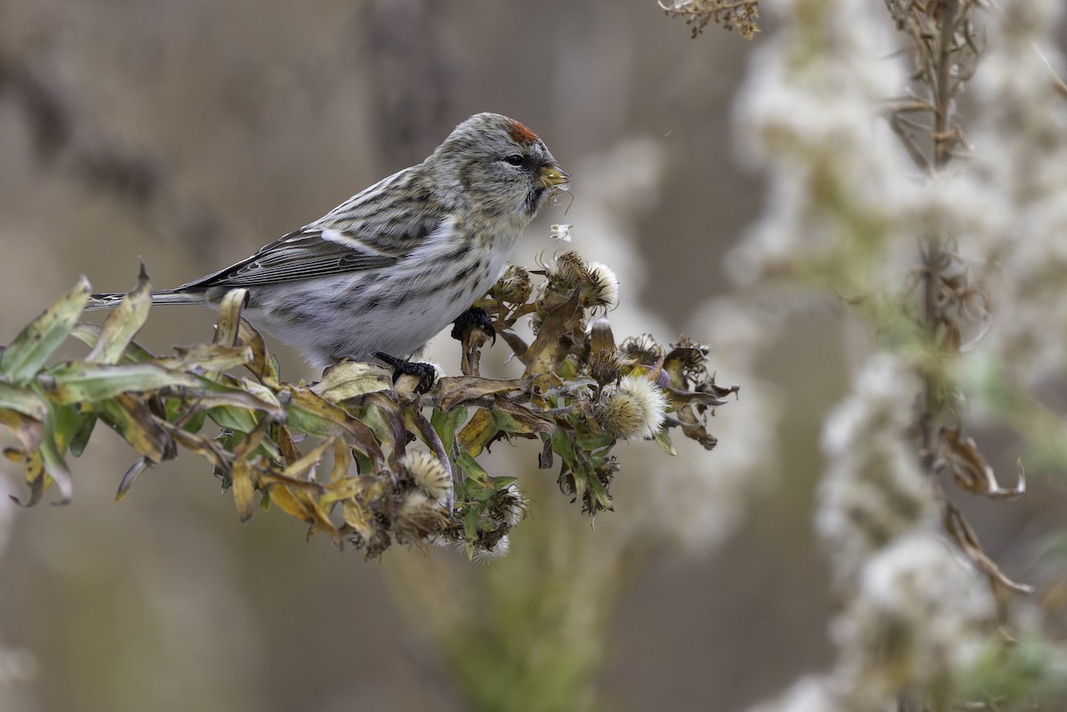 čečetka zimní - ML645078981