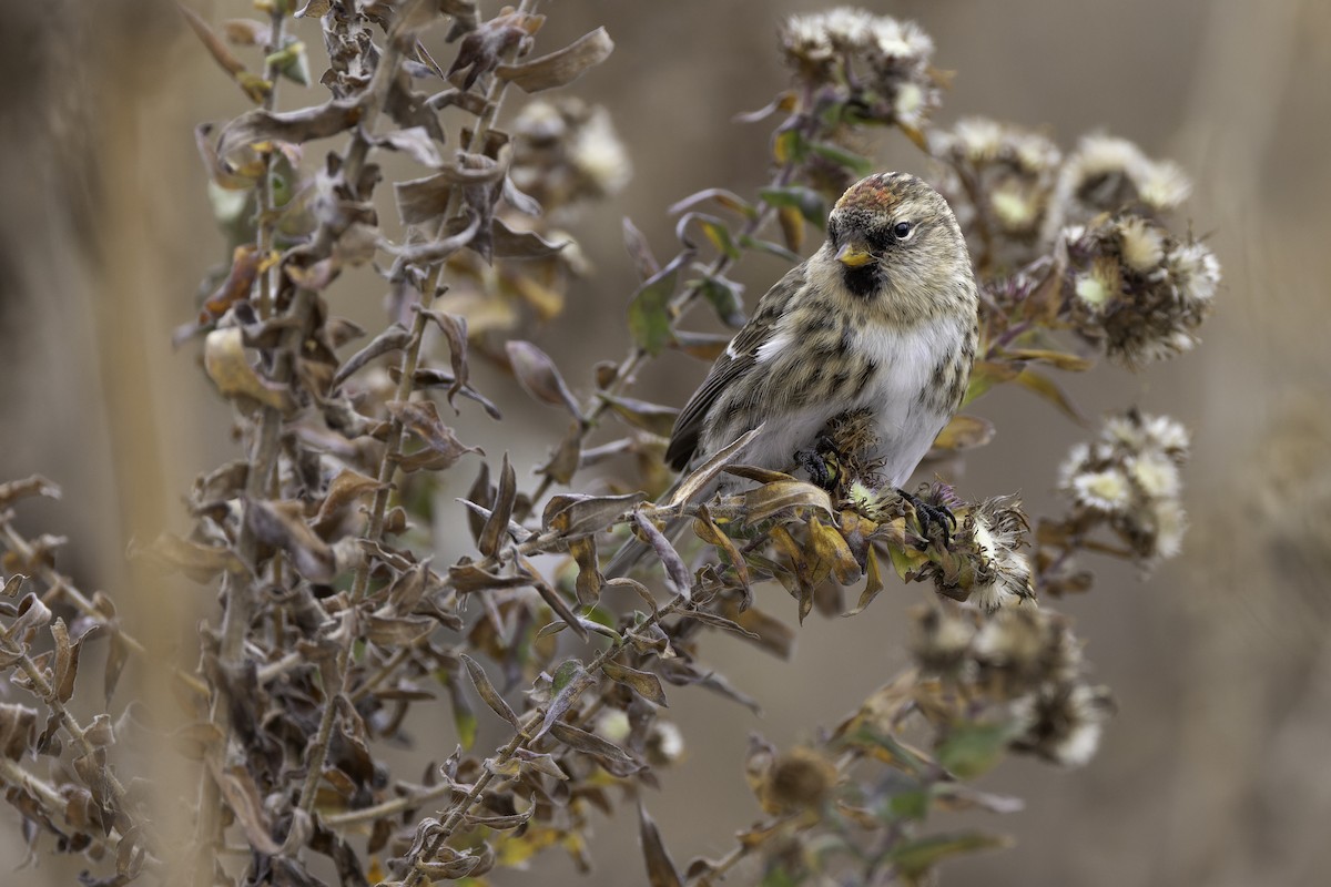 čečetka zimní - ML645078982