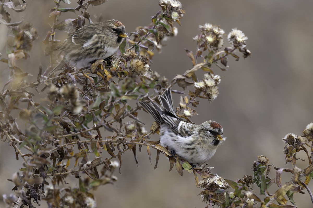čečetka zimní - ML645078983