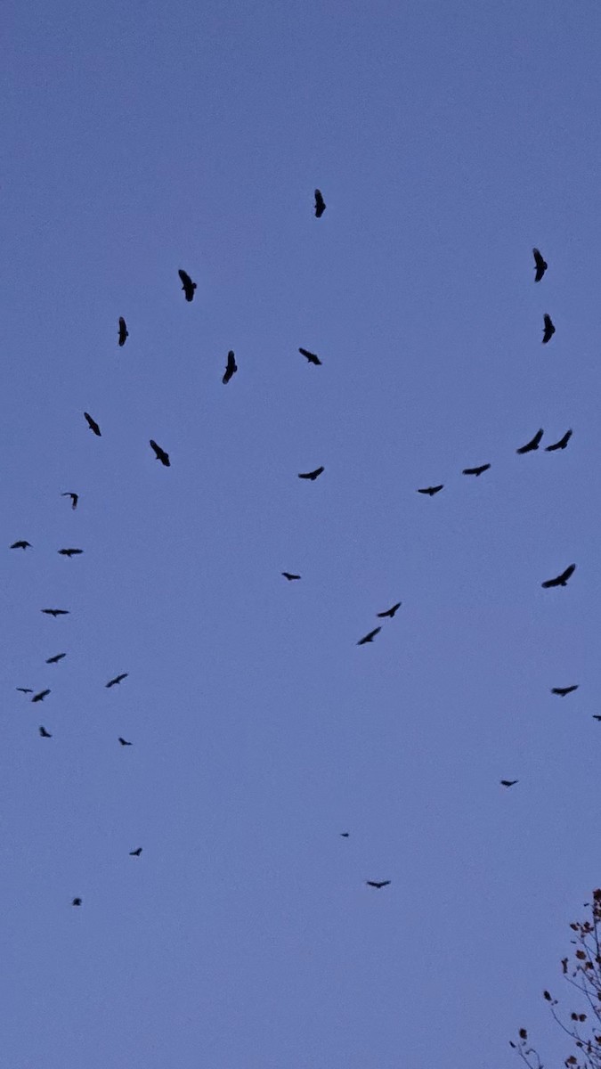 kondor havranovitý - ML645078993