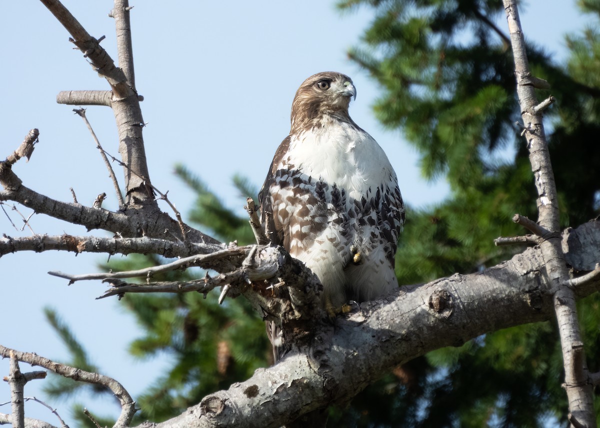 Red-tailed Hawk - ML645078996