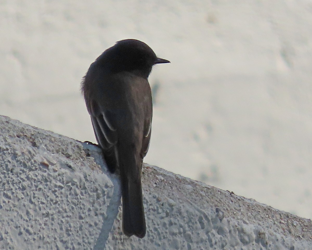 Black Phoebe - ML645079013