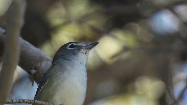 Kurşuni Vireo - ML645079031