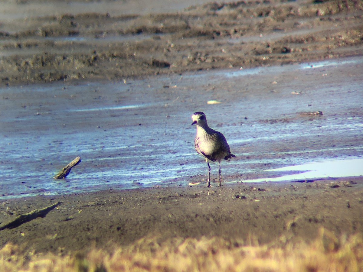 kulík hnědokřídlý - ML645079032