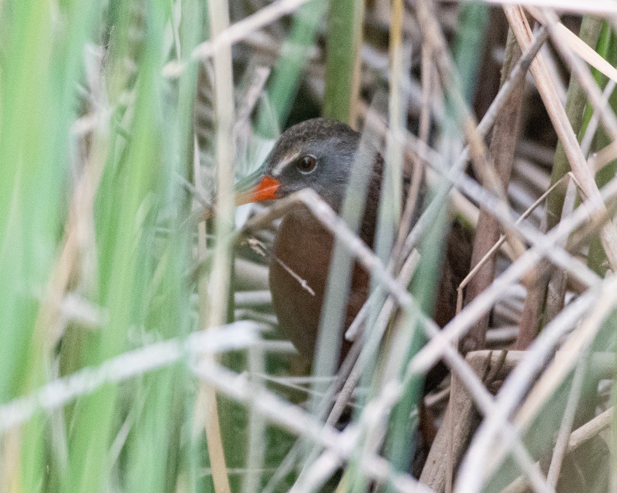 Пастушок віргінський - ML645079039