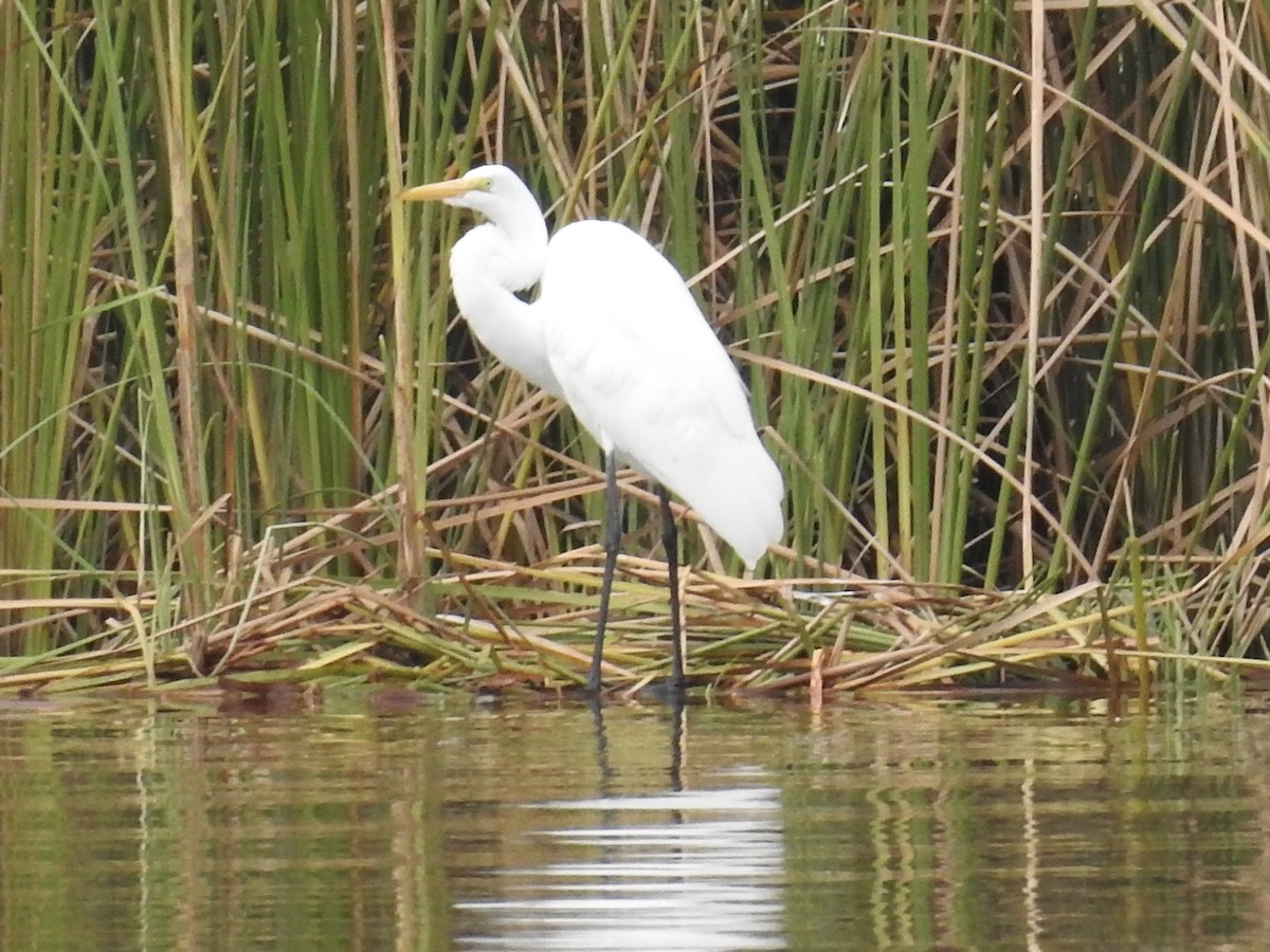 Great Egret - ML645079064