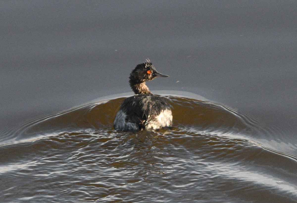 Schwarzhalstaucher - ML645079083