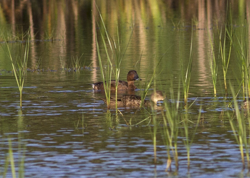 Hardhead - ML645079086