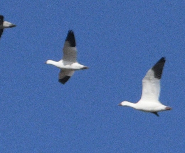 Ross's Goose - ML645079102