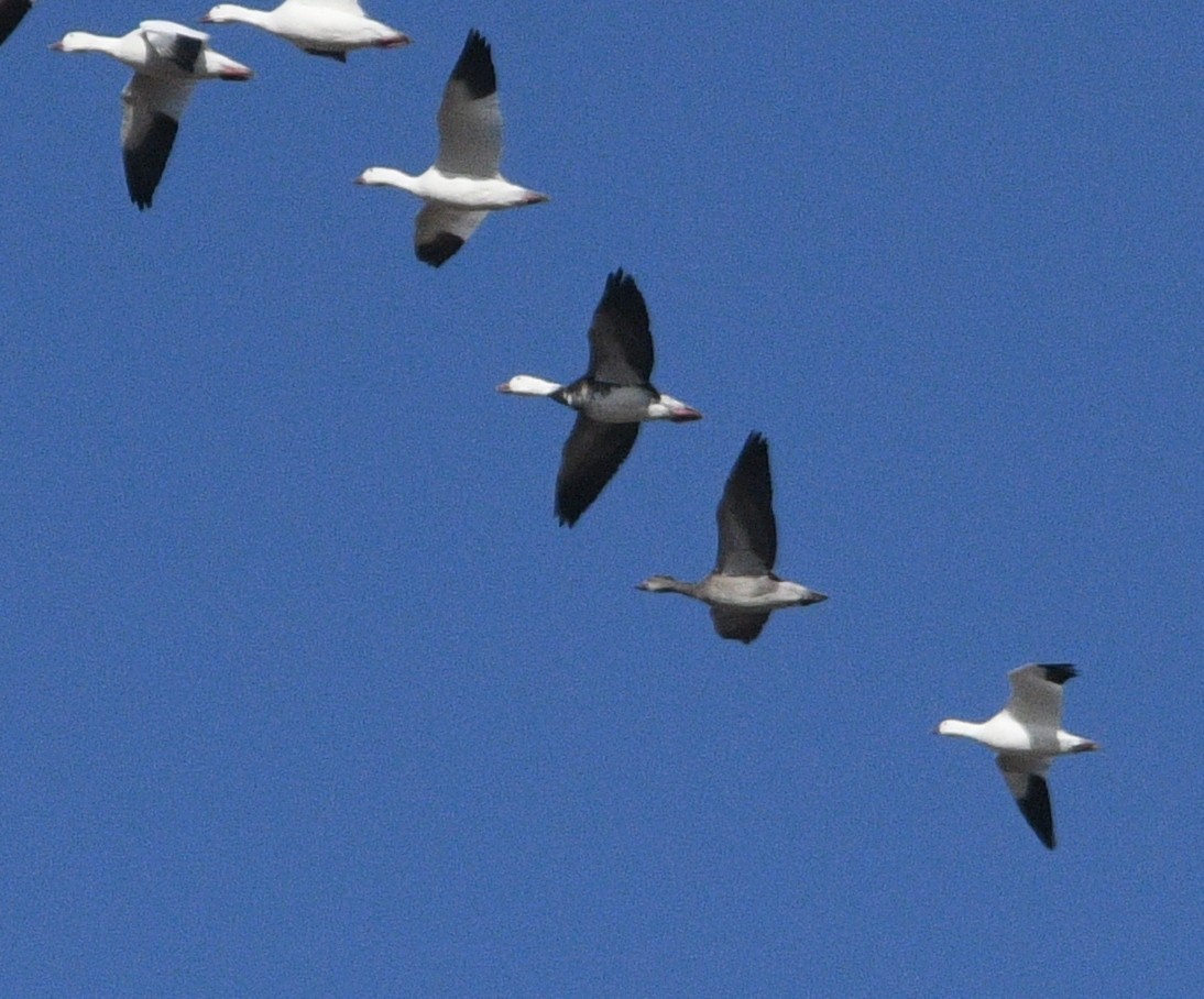 Snow Goose - ML645079110