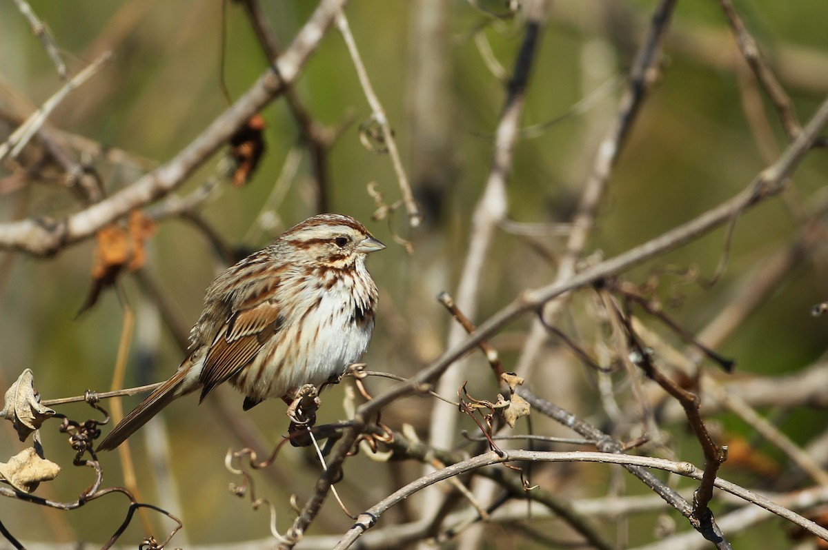 Song Sparrow - ML645079114