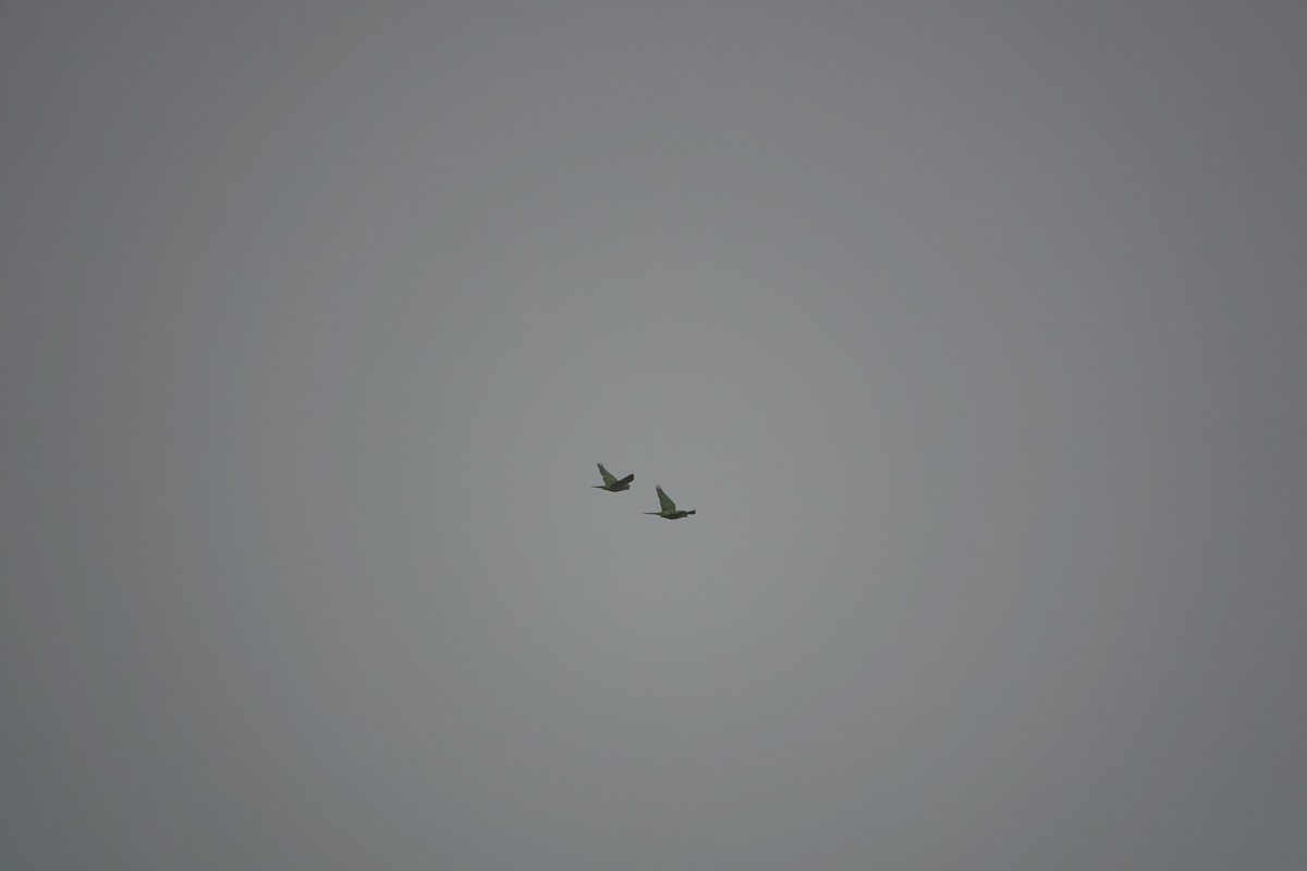 Crimson-fronted Parakeet - ML645079115