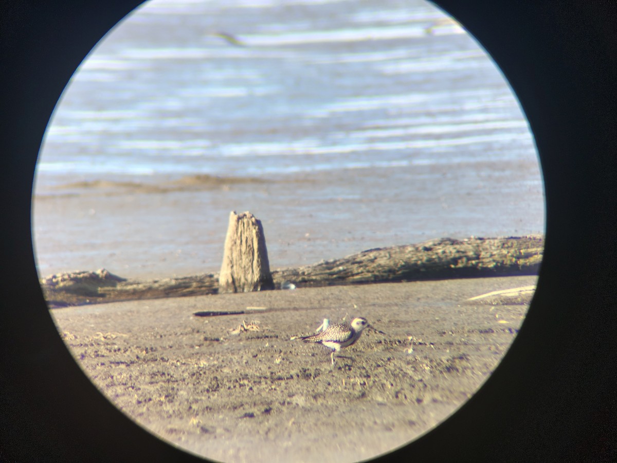 kulík hnědokřídlý - ML645079116