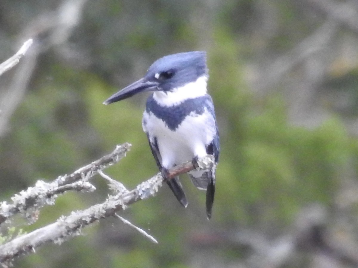 שלדג אמריקני - ML645079125