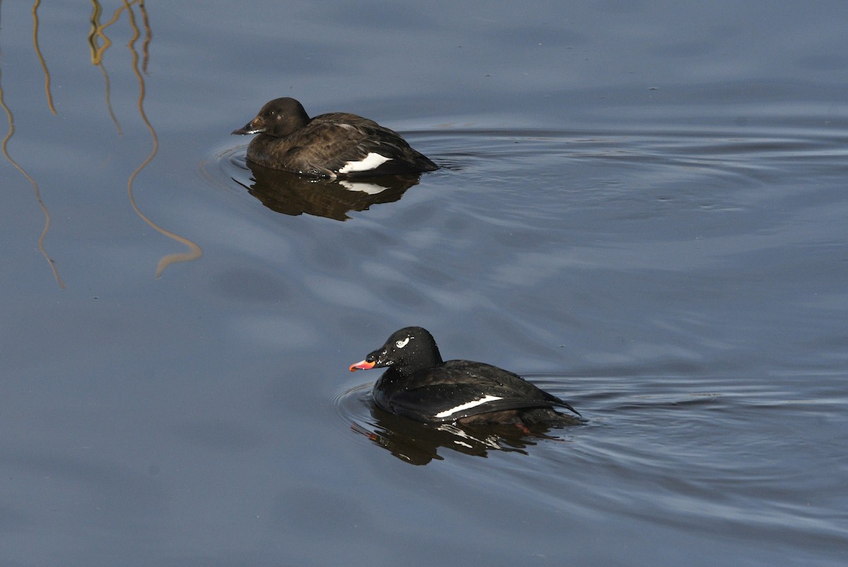 White-winged Scoter - ML645079126